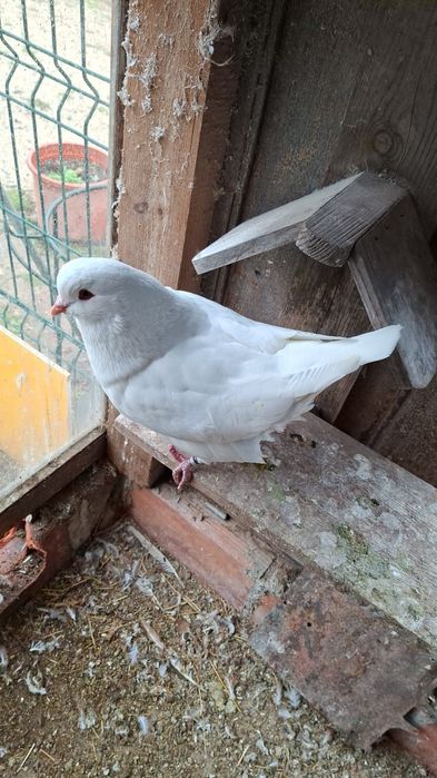 Pombos raça show King para venda
