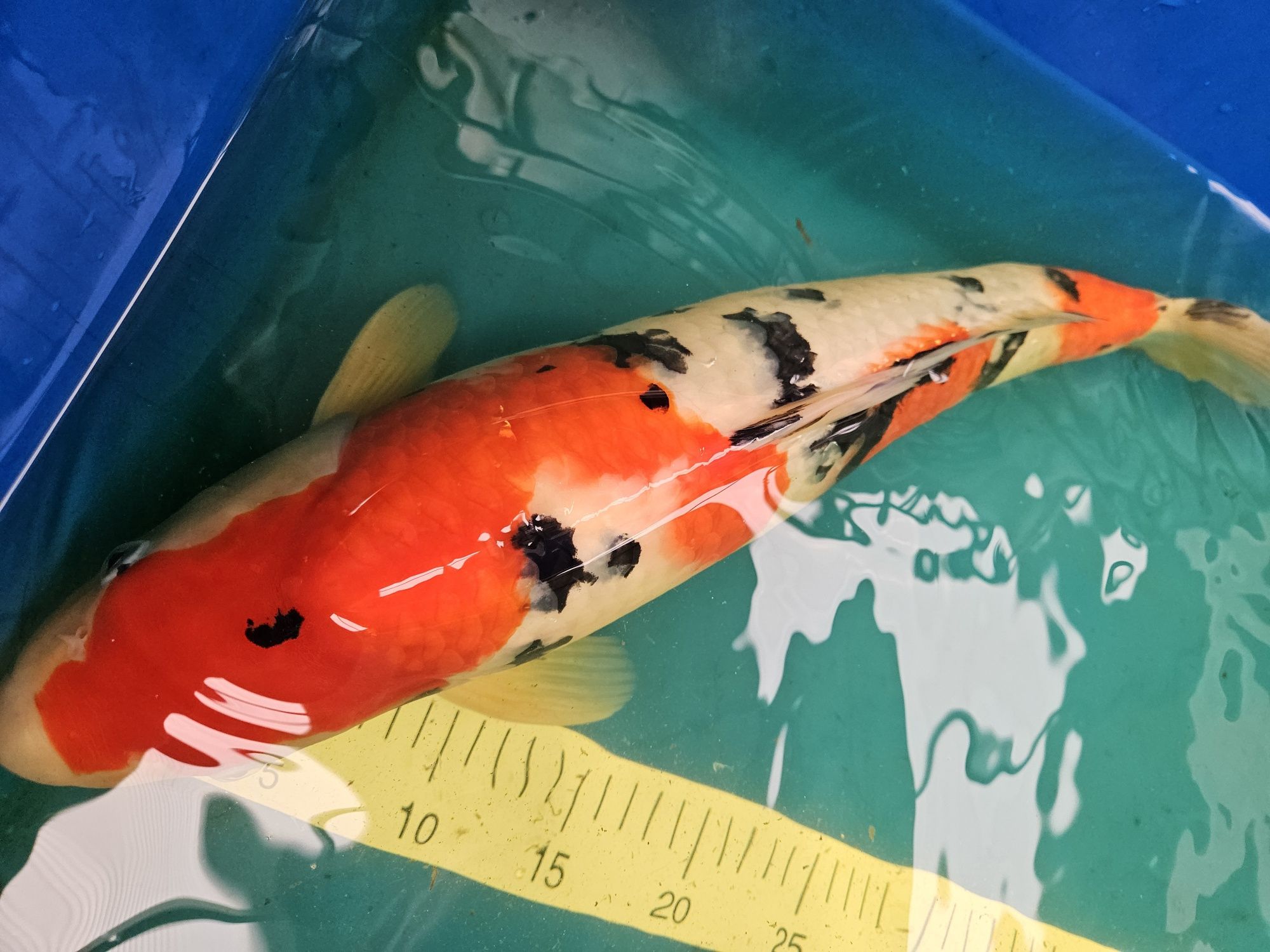Carpa Koi - SANKE NISAI SAKAI 52CM