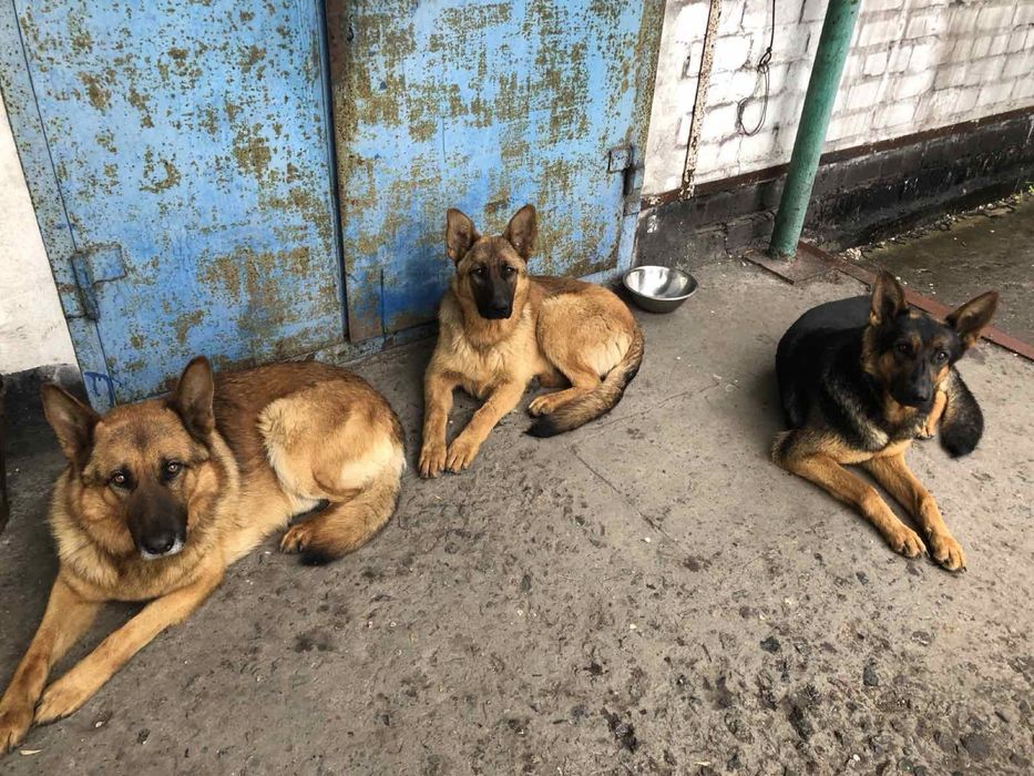 Продаються цуценята Німецької вівчарки