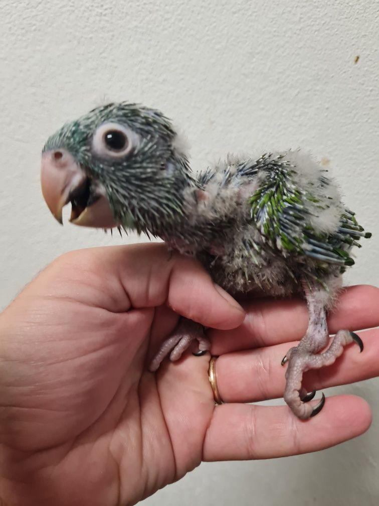 Aratinga acuticaudata bebé