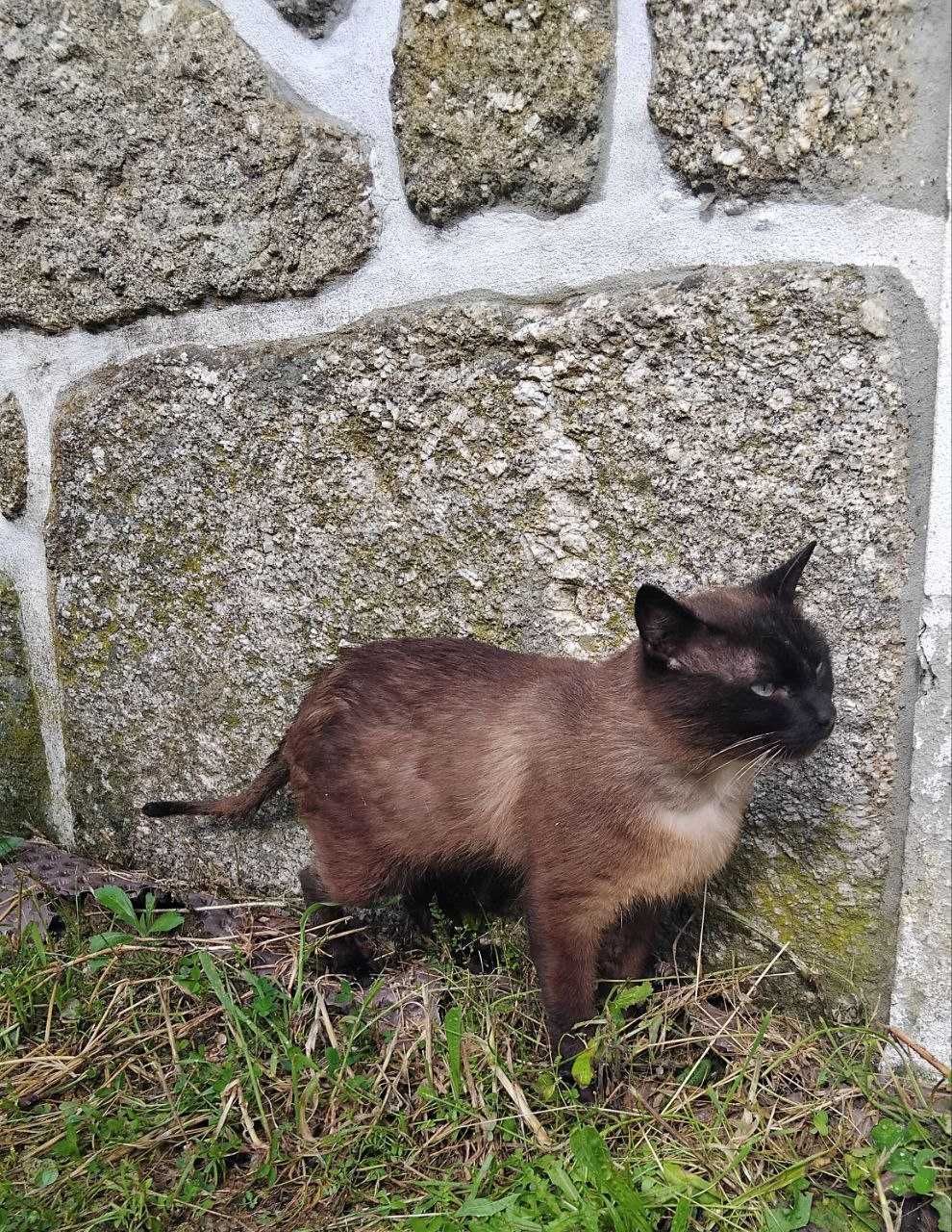 Dou gatinho com 2 anos, castrado.