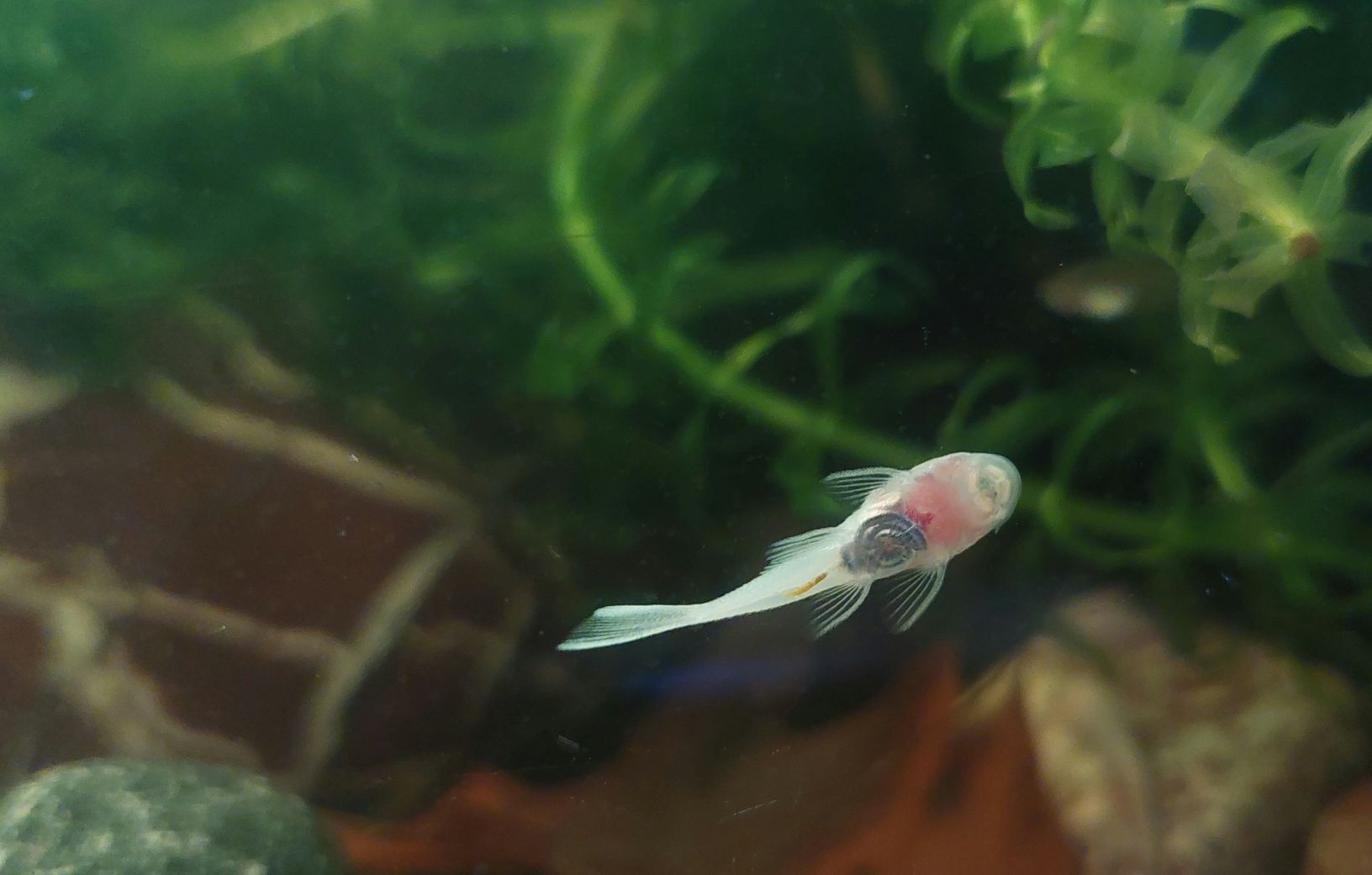 Zbrojnik ancistrus L144 snow white