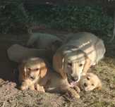 Zapowiedź miotu Golden retriever