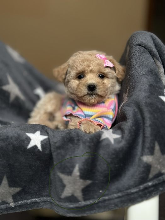 Моя мила радість. Мальтипу міні. Міні мальтіпу