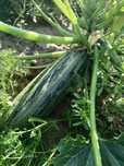 BIO Cukinia 10kg   Olesno,