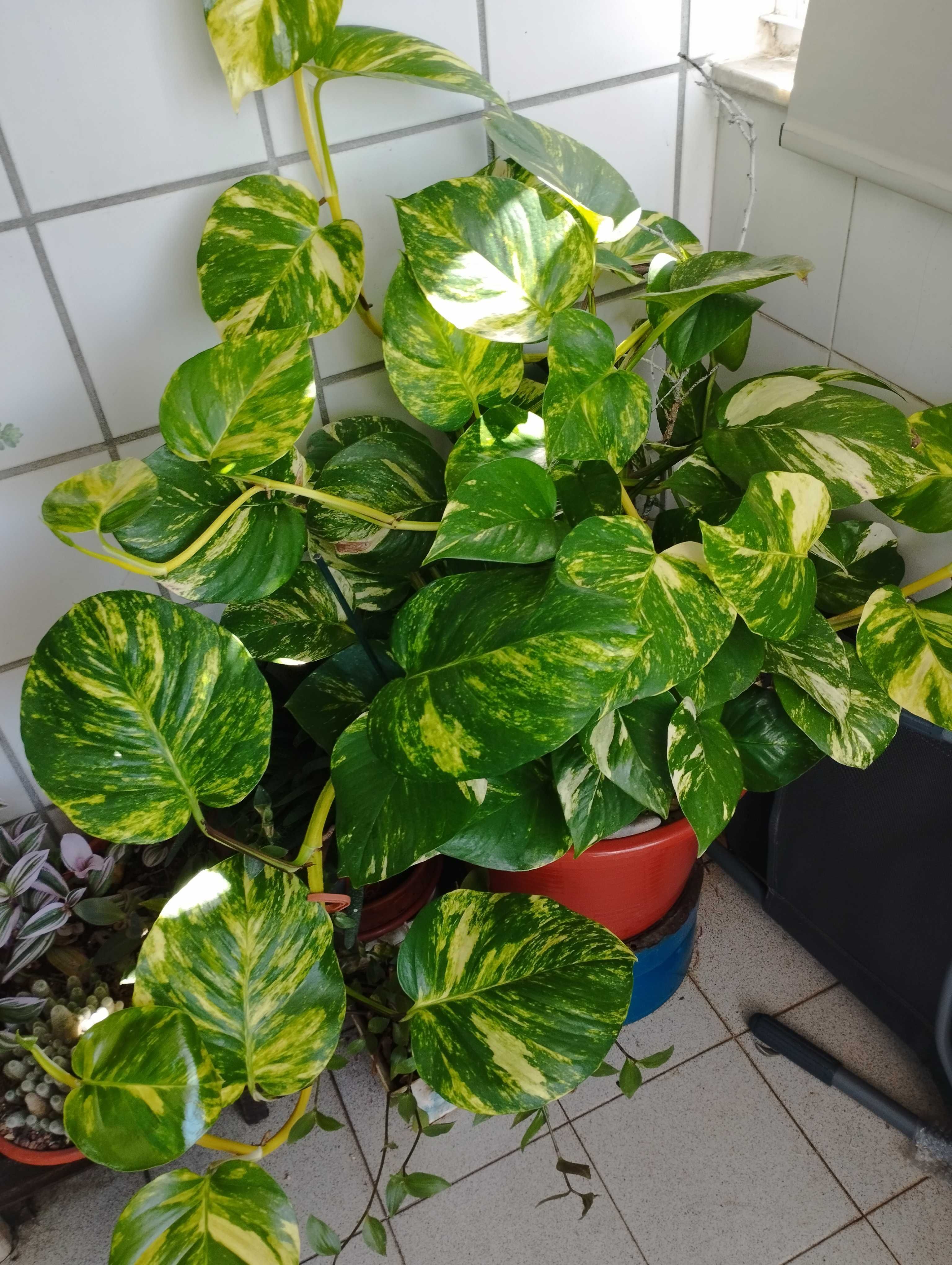 Planta em Vaso Jiboia