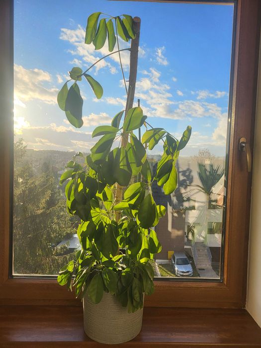 Kwiat doniczkowy Szeflera