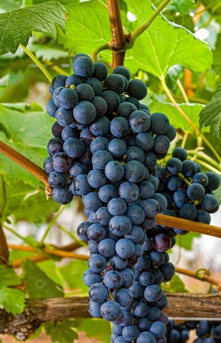 Cogumelos silvestres, Legumes, frutas, etc..tudo bio...