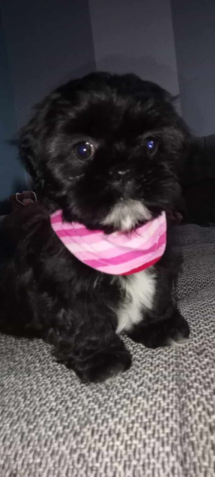 Shih-tzu szczeniak z rodowodem