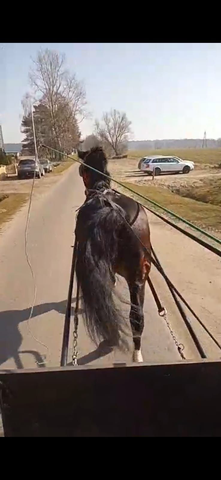 Sprzedam Klacz slaska.