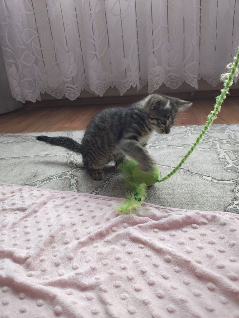 Oddam kotkę w dobre ręce.