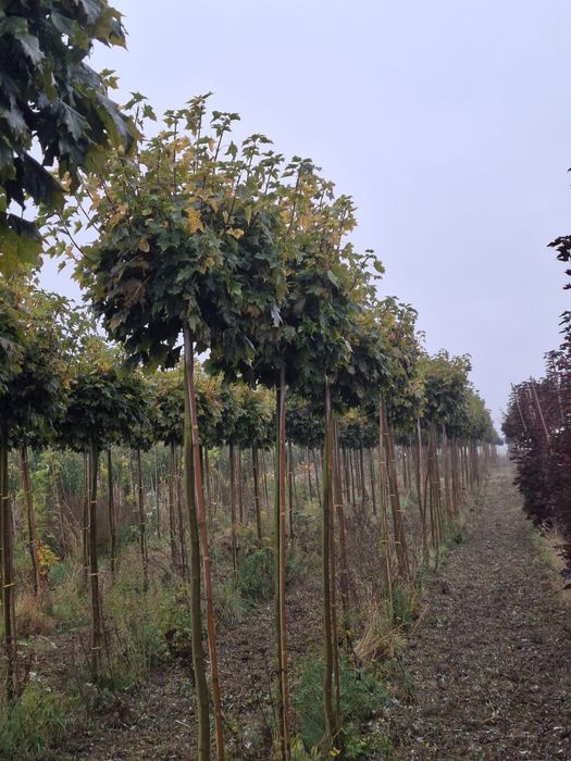 Dzrewa Alejowe Klon, Dąb, Akacja, Jarzab