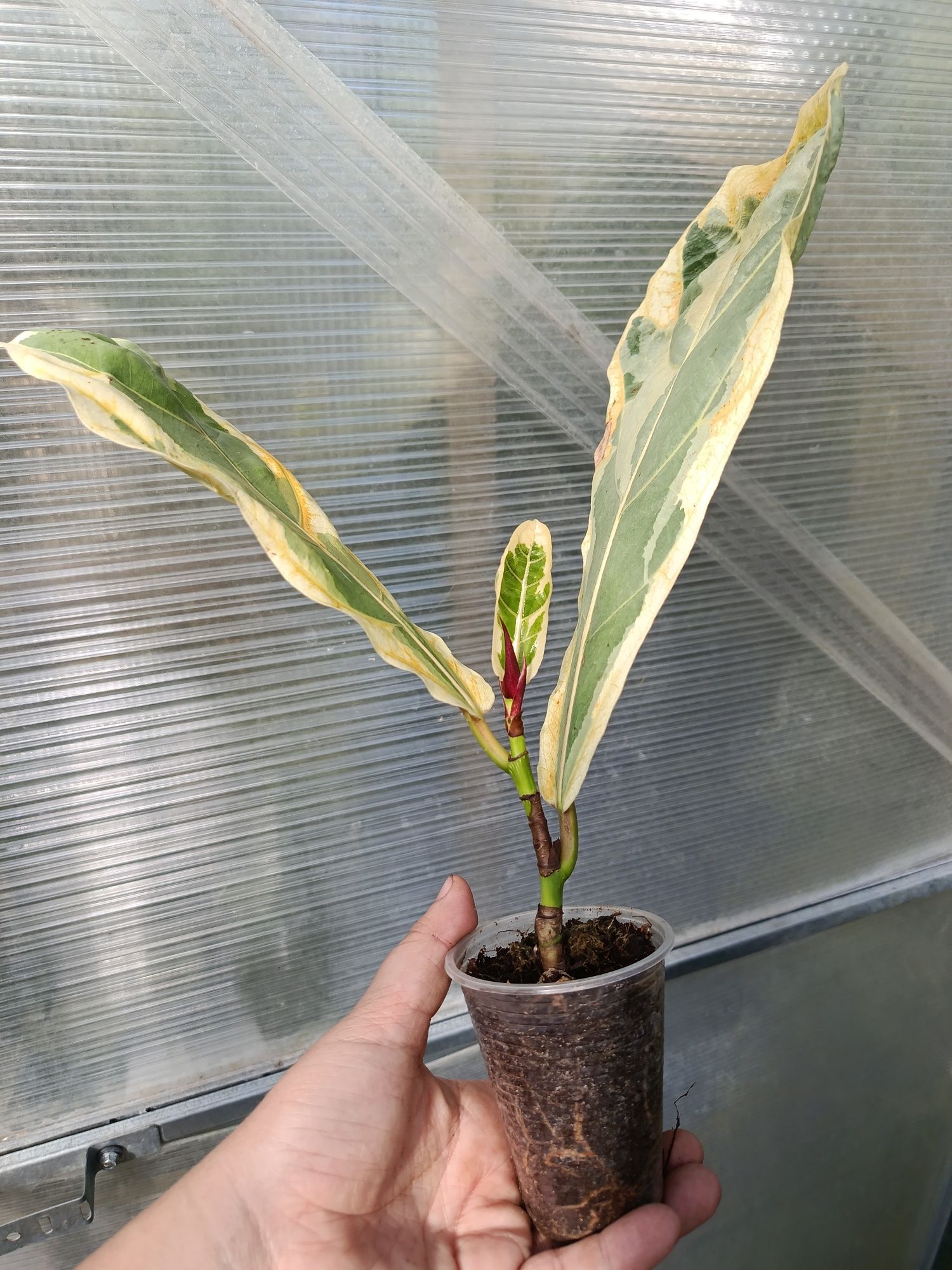 Фікус ficus lyrata variegata