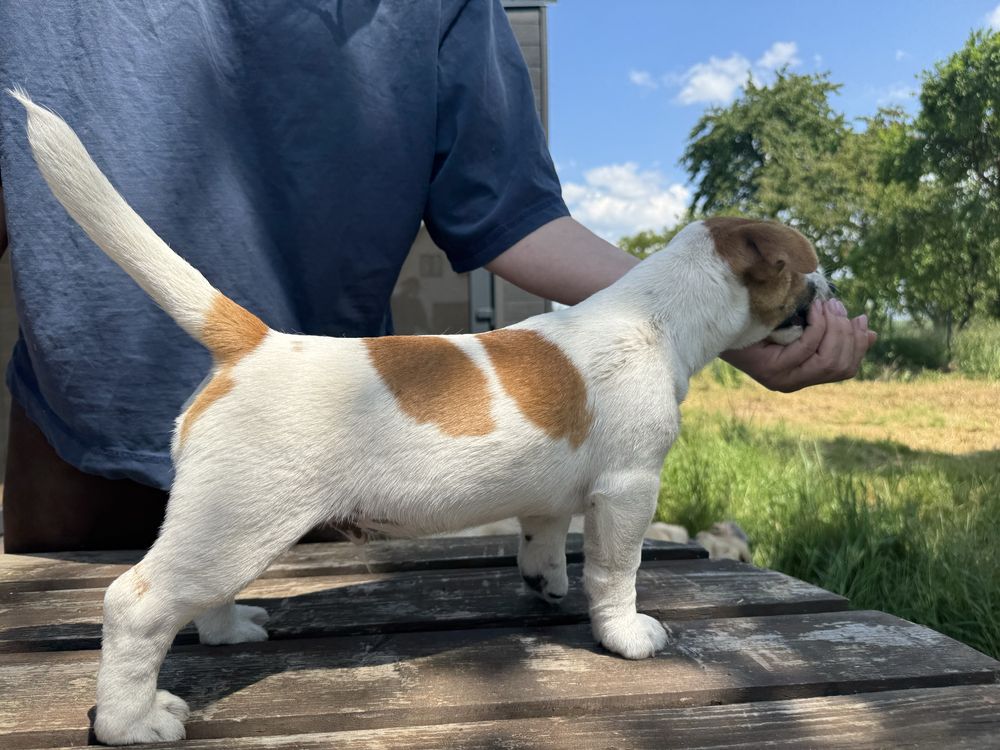 Szczeniak pies jack russell terrier gładkowlosy ZKwP FCI