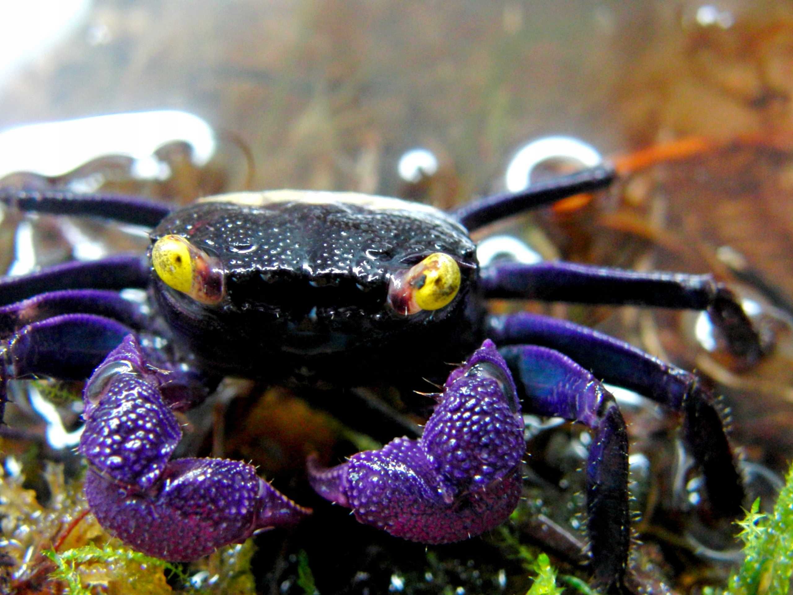 Kraby wampir, red devil Geosesarma sp.