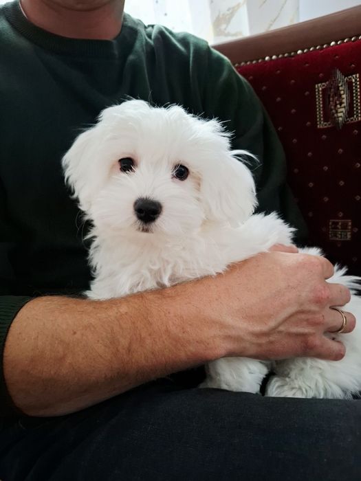 Samiec Maltańczyk do odbioru