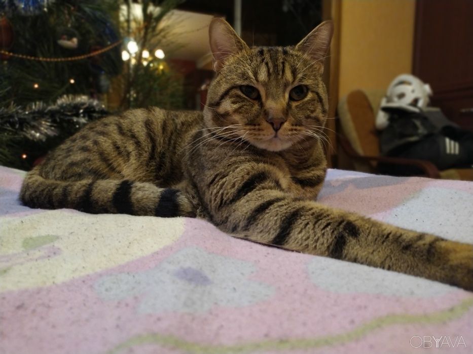 Вязка кот Британец Скоттиш Страйт