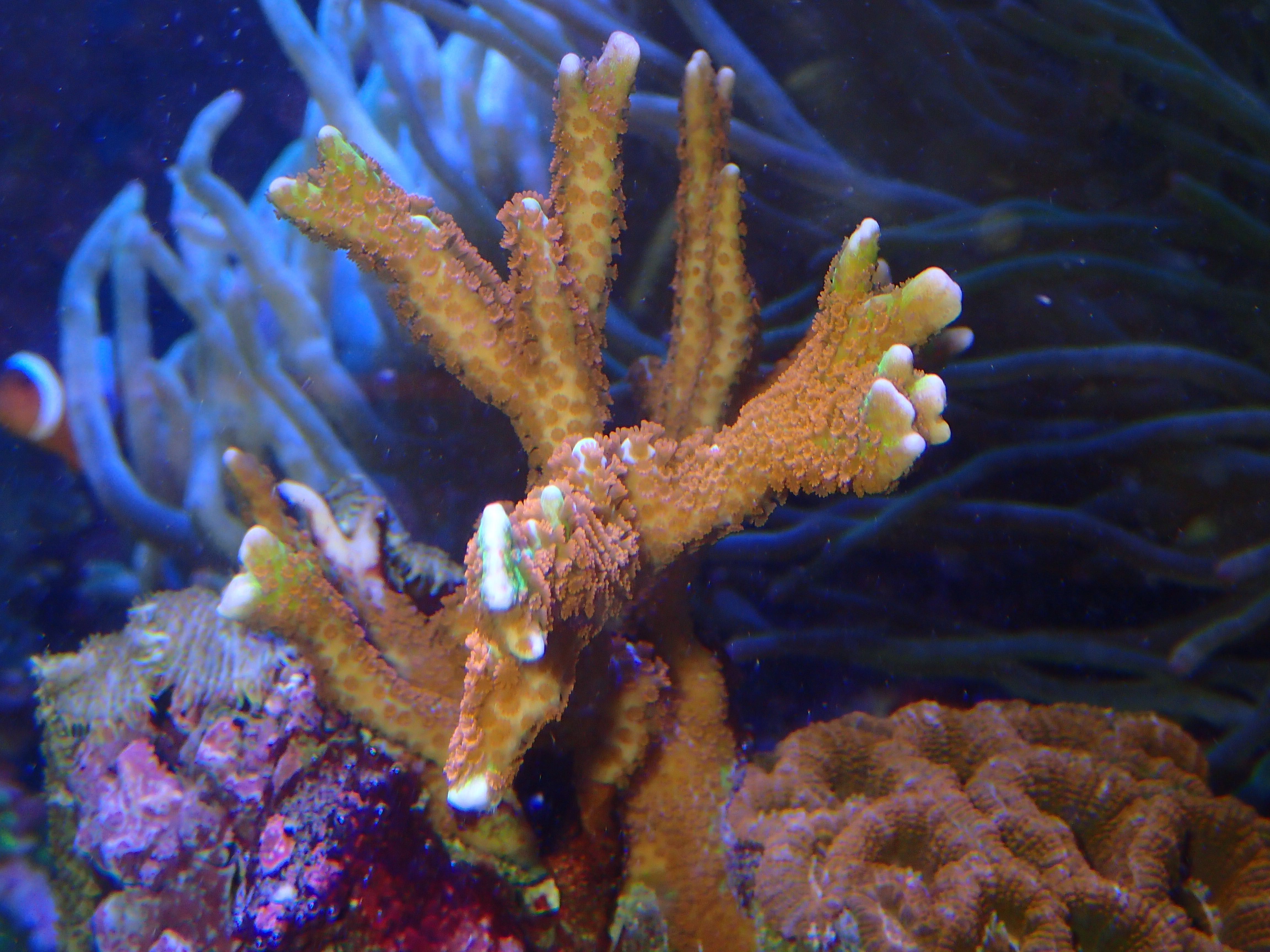 Corais Montipora roxos, verde e laranja.