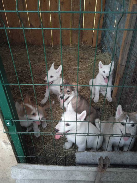 Продам щенят Западно Сибірської лайки.