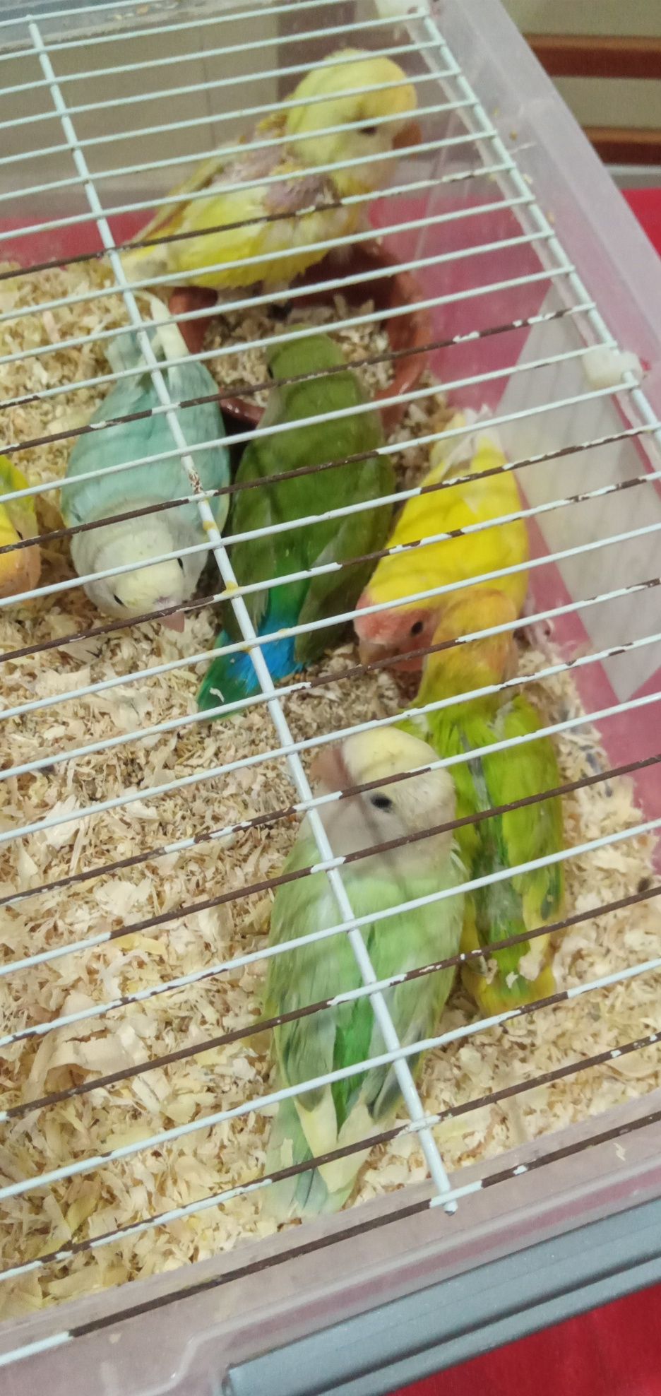 Cedem se agapornis e caturras