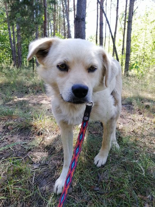 ŻUREK młody spokojny piesek poleca się do adopcji