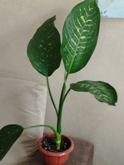 Дифенбахія крупнолистова