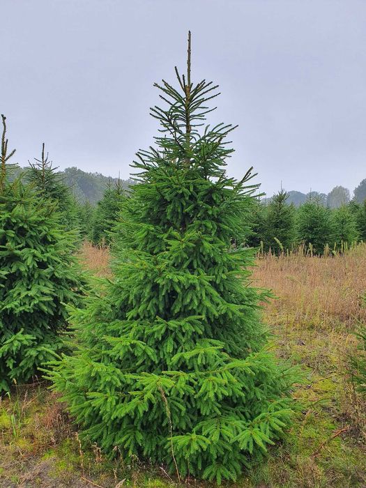 Świerk pospolity cięty 175-300 cm/ w donicy 80-175 cm/ TuChoinki.pl