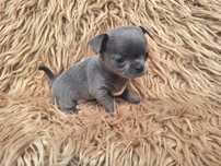 Chihuahua krótkowłosa niebieska
