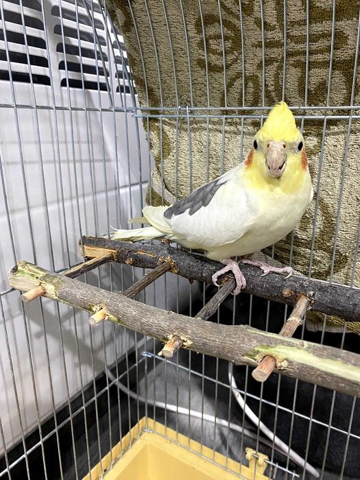 Ігровий майдайнчик для птахів