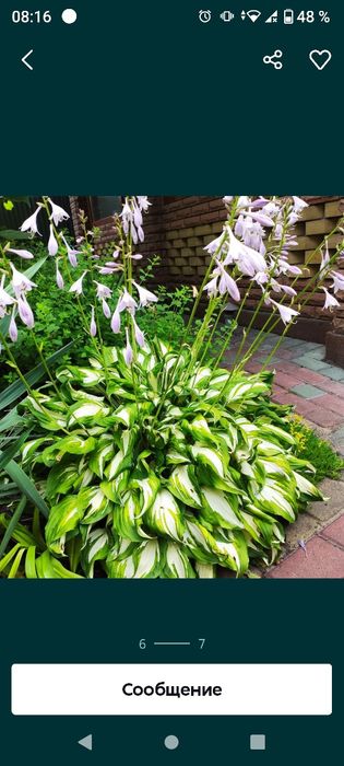 Квітка  Агава  .