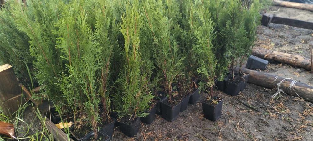 Tuja  szmaragd brabant 50 cm 4zł