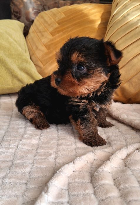 Yorkshire Terrier  mini