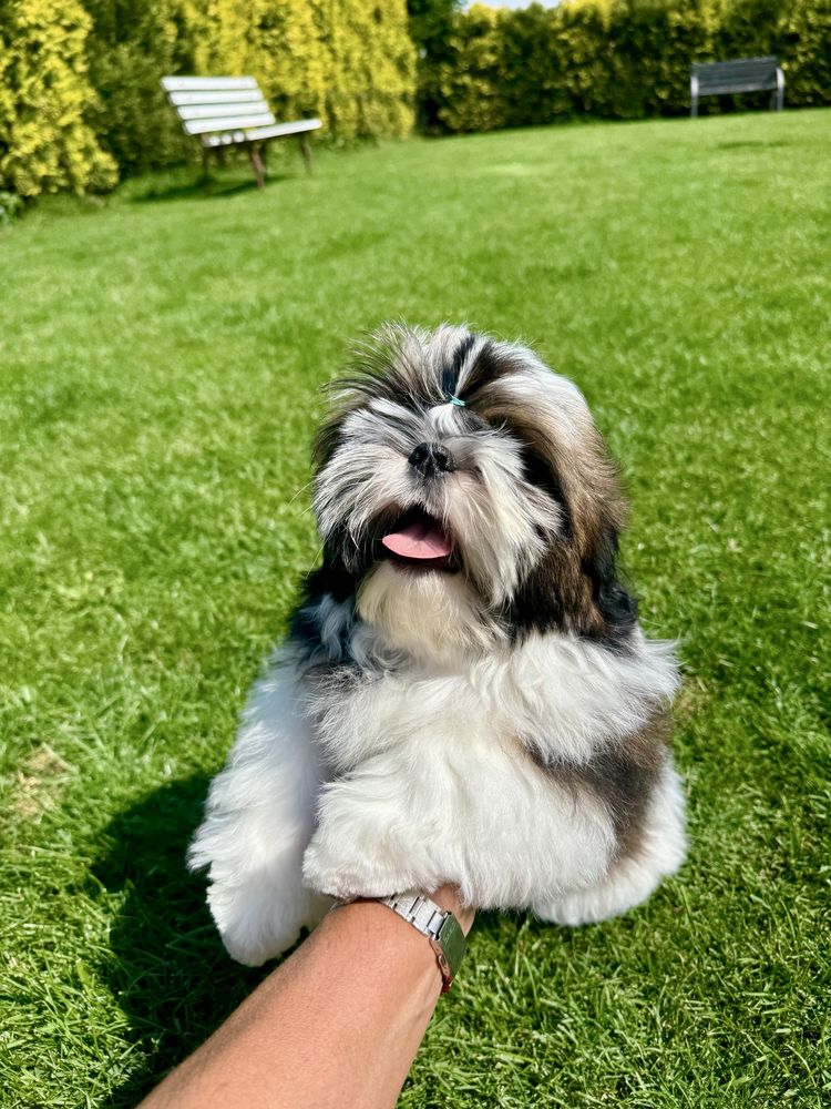 Suczka Shih Tzu ZKwP FCI