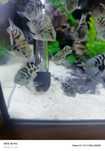 Pielęgnice Papuzie Blue Tiger