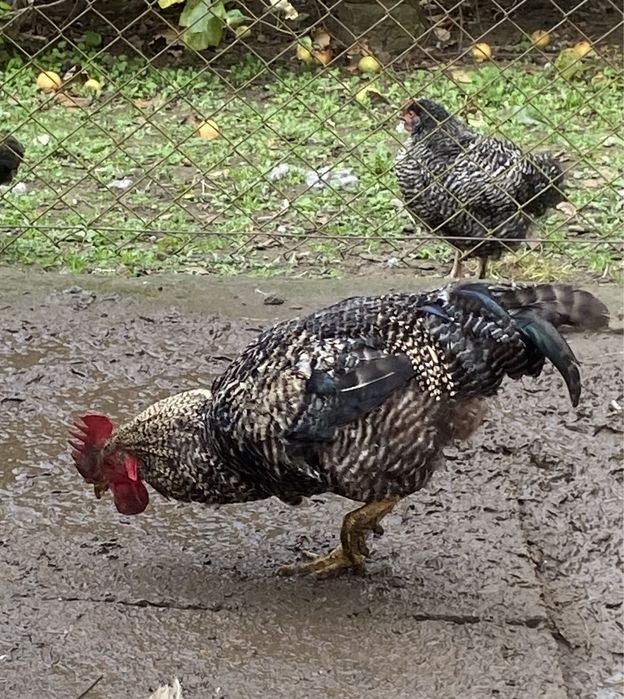 Півень  /. Когут