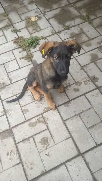 Малеча шукає родину