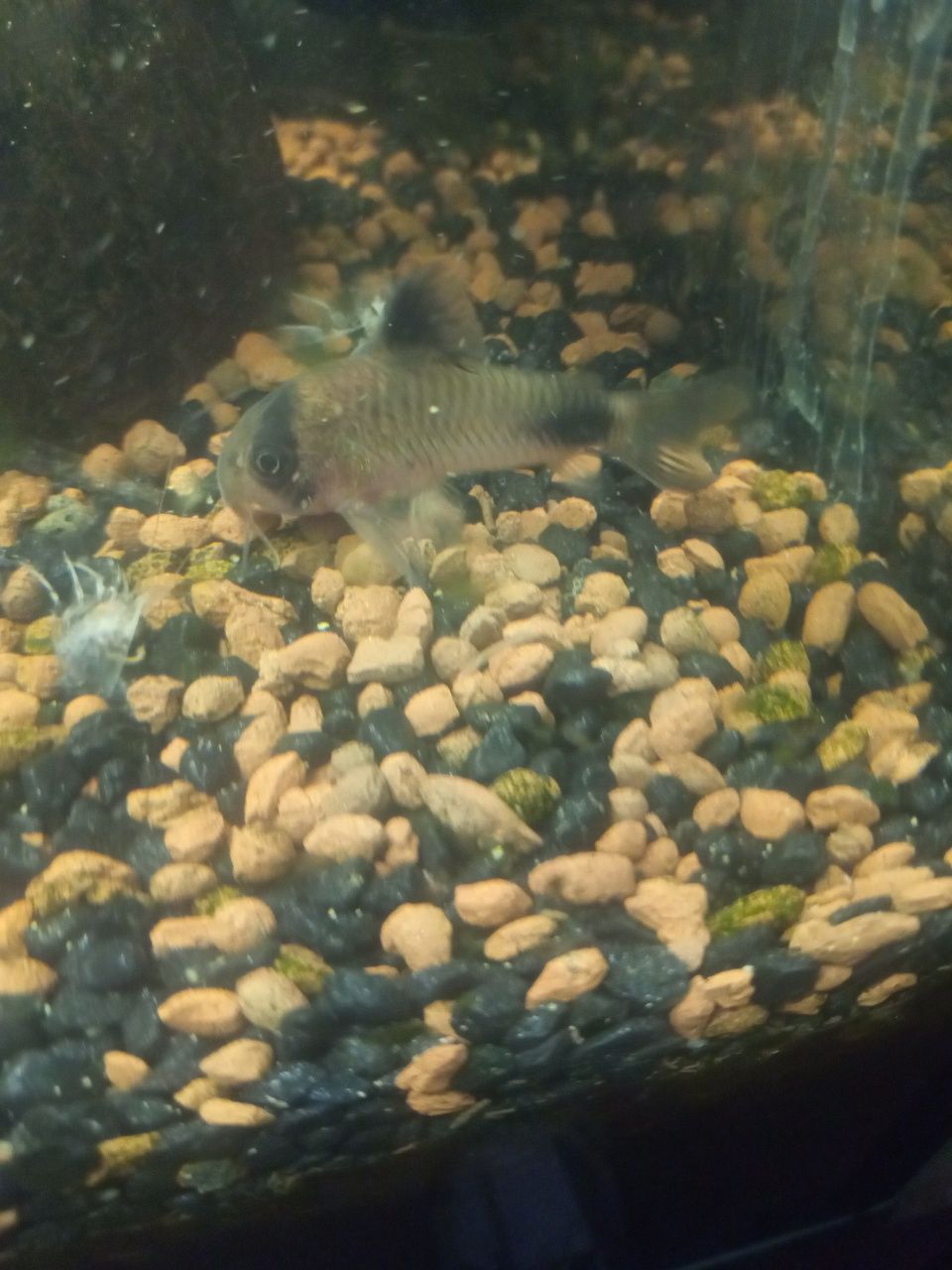Kirysek Panda, stabilna linia