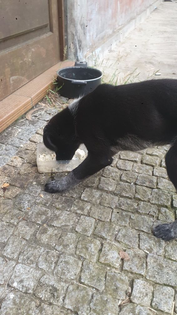 Cao tipo labrador com 2 meses