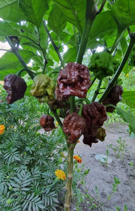 Семена Острый перец Carolina Reaper,Scorpion,Bhut Jolokia,Ghost Peach