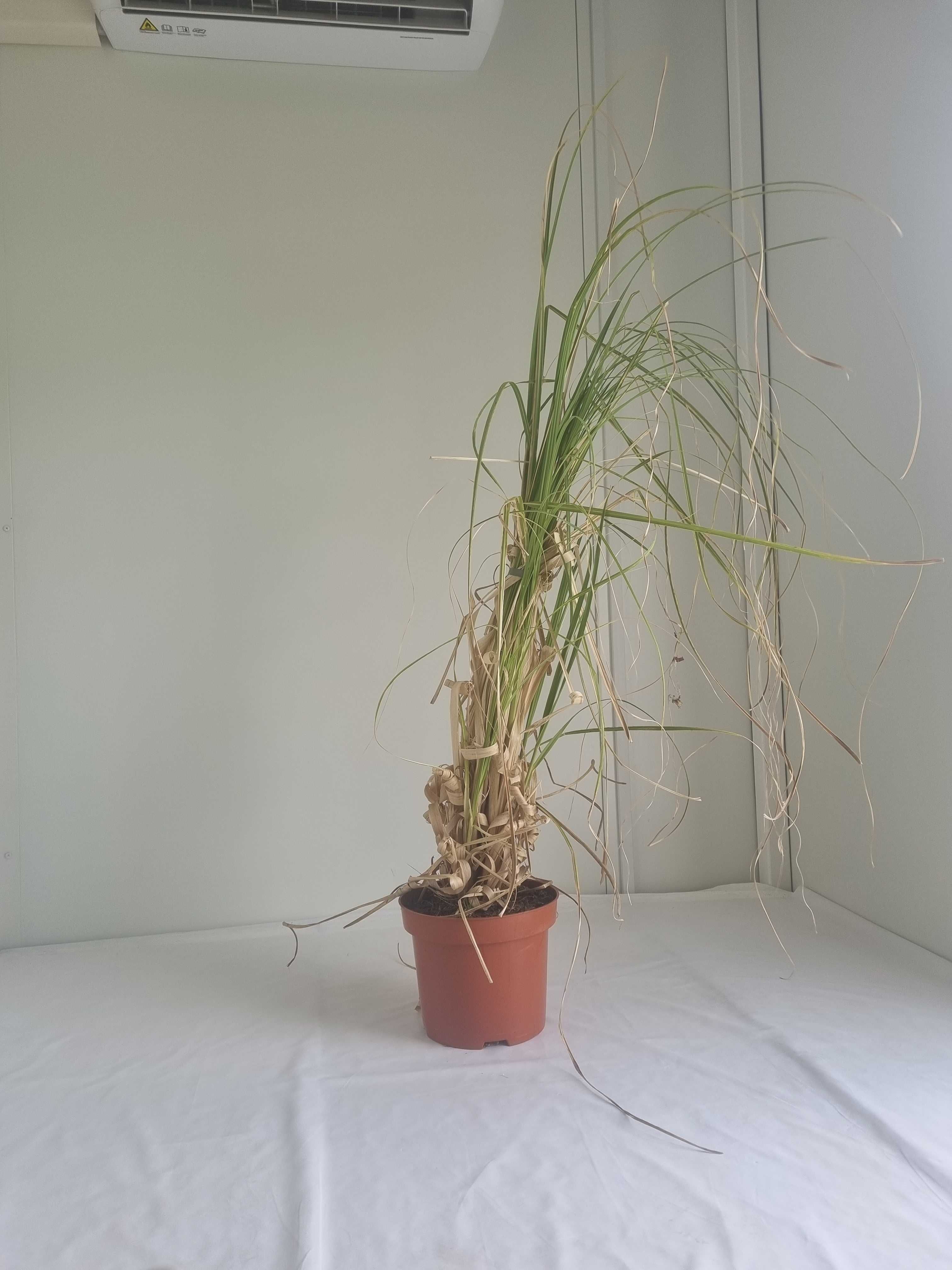 Trawa Pampasowa Różowa – Okazała, Wys. 130 cm, Doniczka 2L