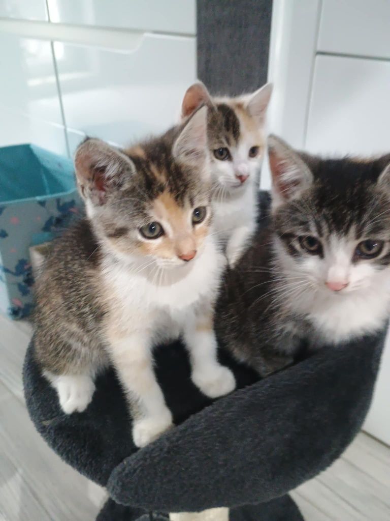 Kotki do adopcji