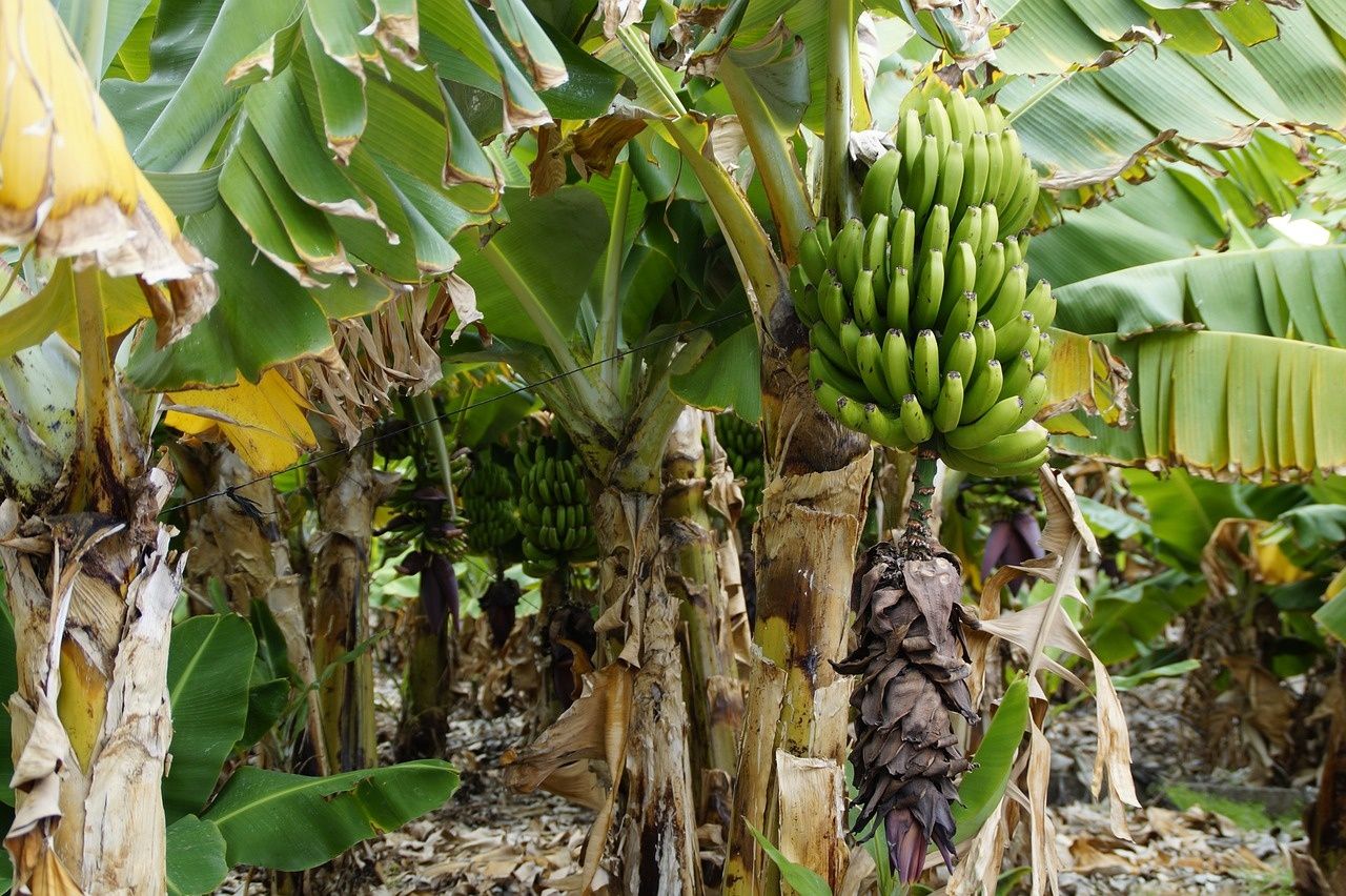 Bananowiec Musa Grand Nain JADALNY BANAN