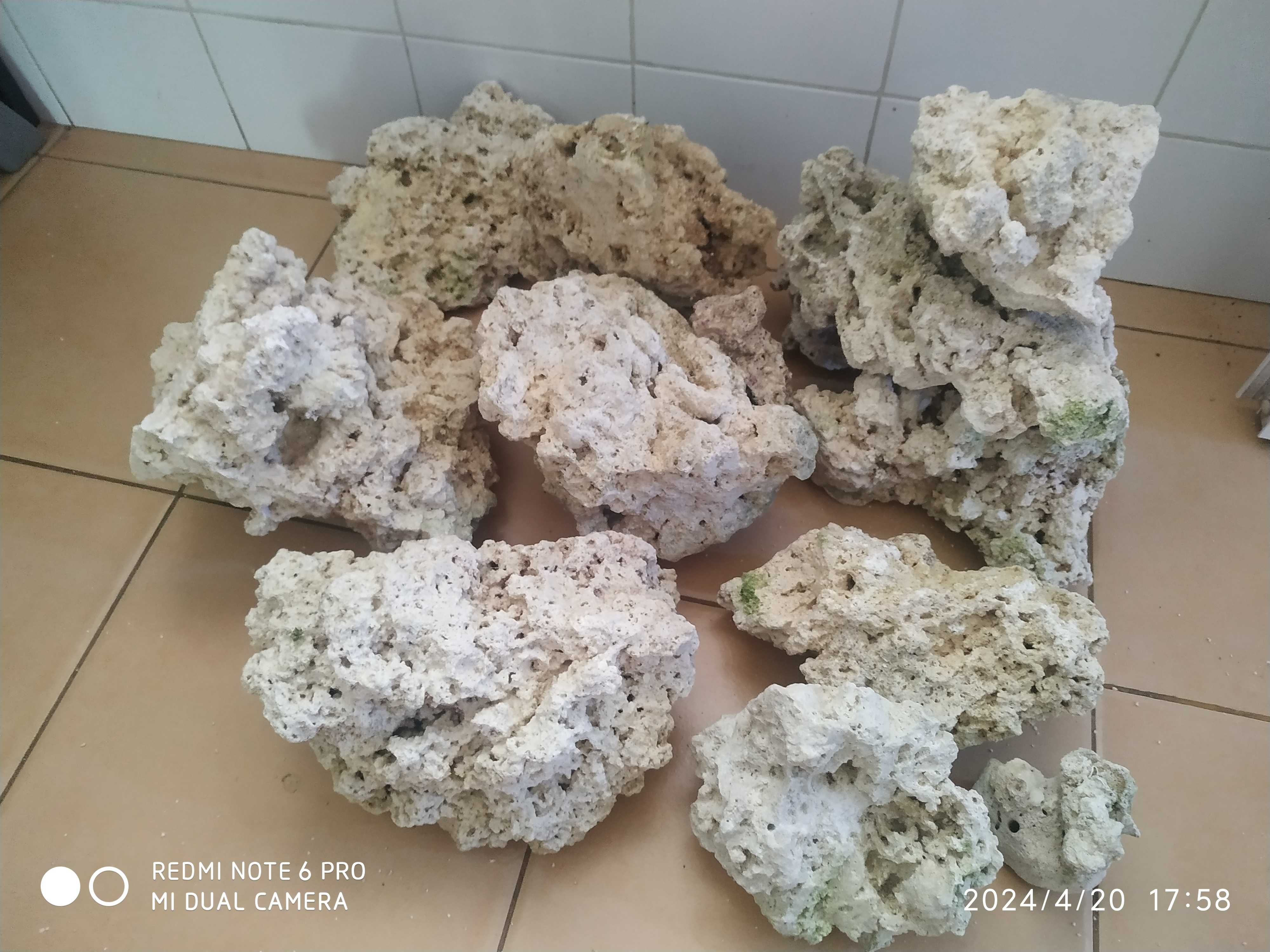Vendo/troco aquários, escumador, hypancistrus L066,plantas