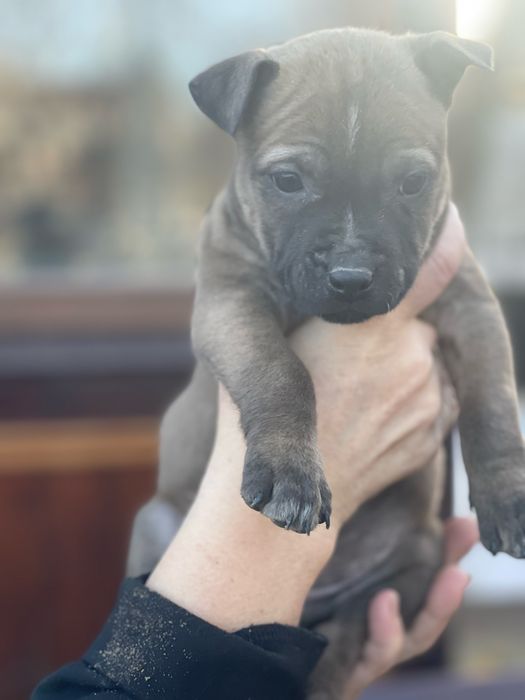 Віддамо цуценят безкоштовно у добрі руки