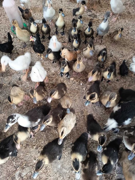 Sprzedam młode kaczki
