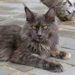 Maine coon kotka niebieski szylkret z bielą
