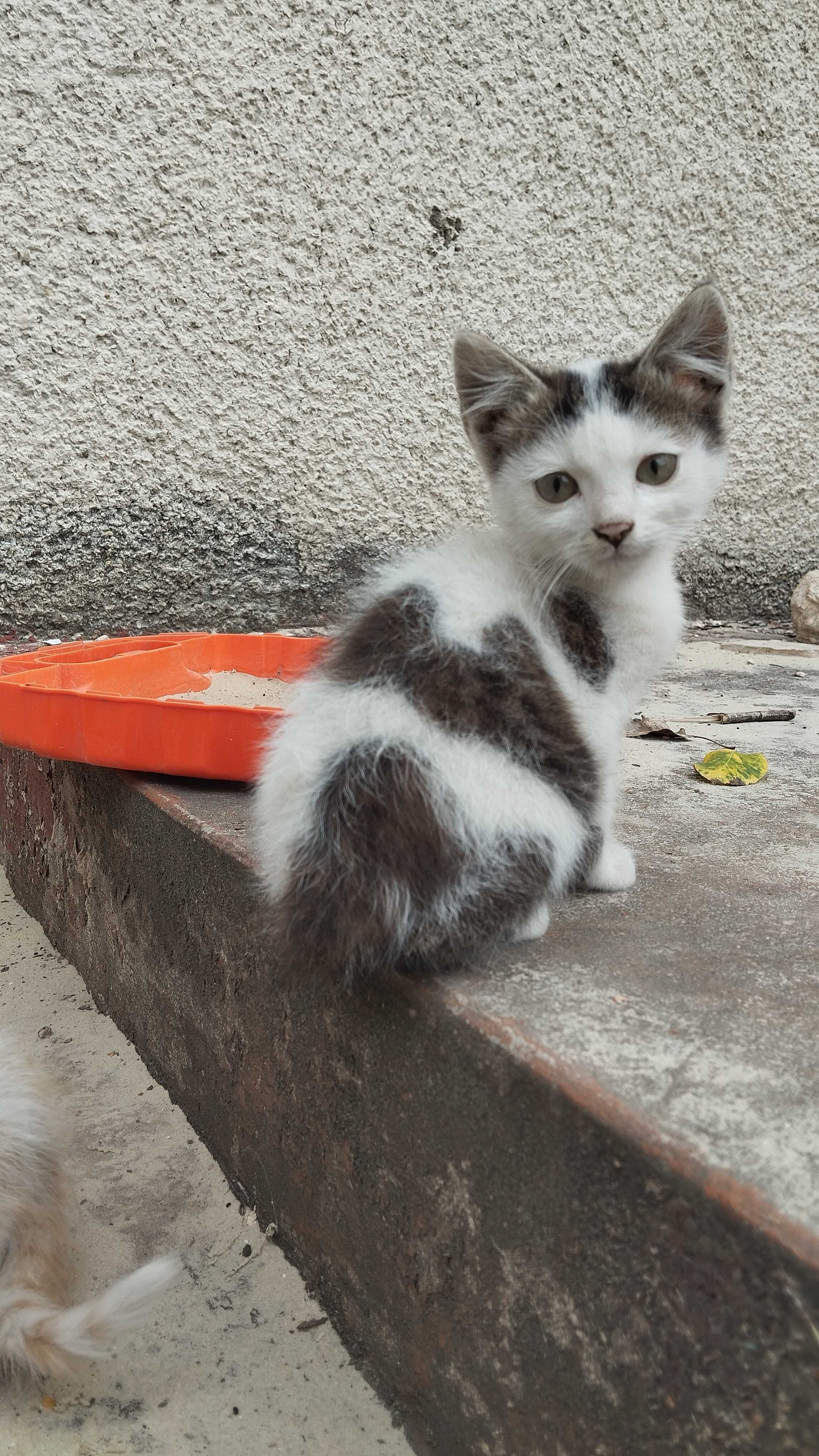 Віддам в добрі руки кошенят