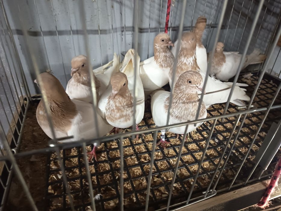 Budapeszty 25zł sztuka