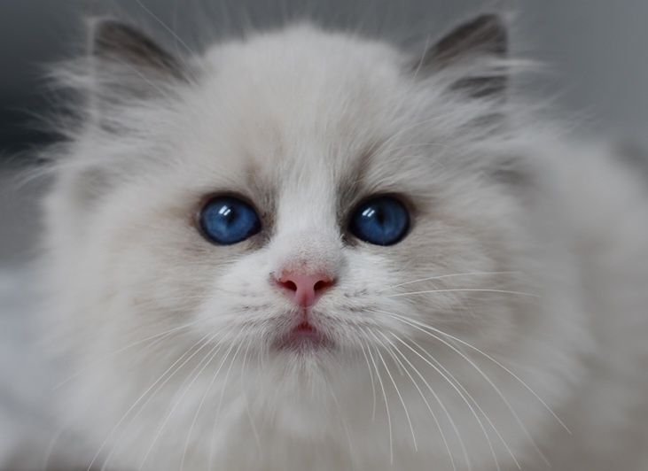 Kocurek kotka seal blue bikolor*wychowuje sie z dziećmi*Rodowód FPL