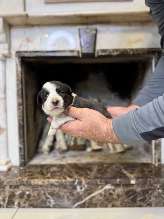 Коргі кардиган триколол найкращого розведення